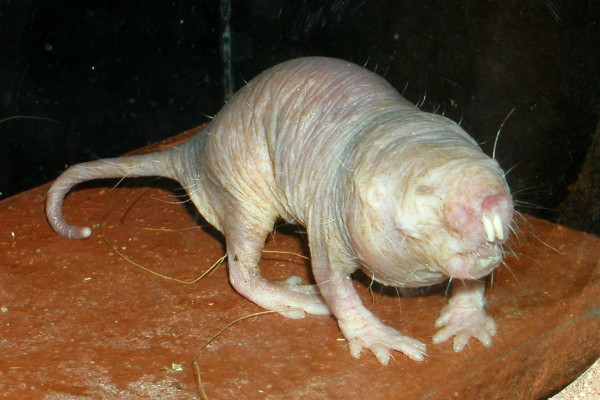 Naked mole rat in a zoo.