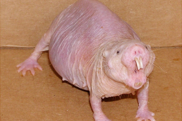 A Naked Mole Rat