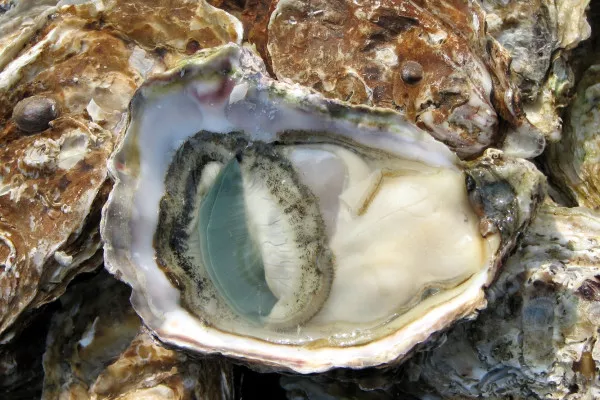 Open oyster on a market in Lyon