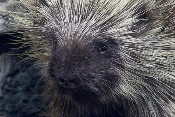 Porcupine photographed by Mary Harrsch.