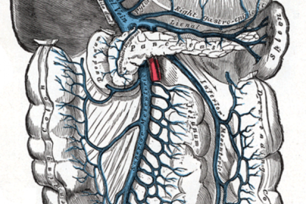 The portal vein and its tributaries. It is formed by the union of the superior mesenteric vein and splenic vein.