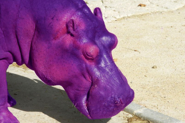 A purple hippo