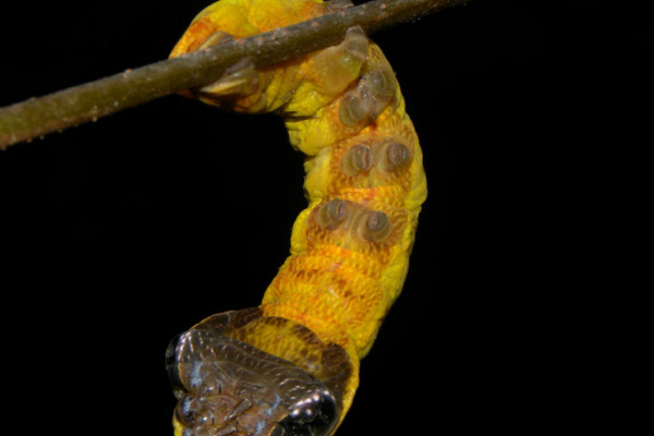 The caterpillar of the moth Hemeroplanes triptolemus has evolved an amazing snake disguise