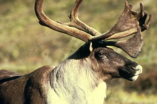 Large male reindeer.