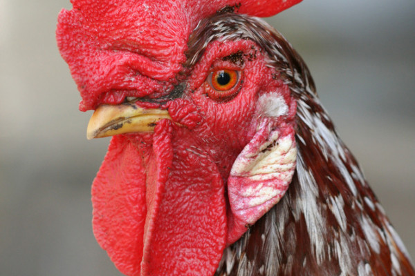 An adult male chicken, the rooster has a prominent fleshy crest on his head called a comb and hanging flaps of skin on either side under his beak called wattles.