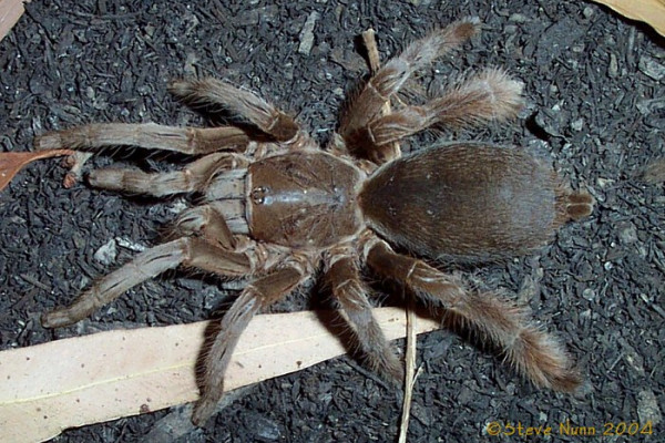  Selenotypus plumipes, tarantula. Native to Australia, these burrowing spiders inhabit arid grassland environments. They are not a threat to human. [Image credit: This image by Steve Nunn 2004,...