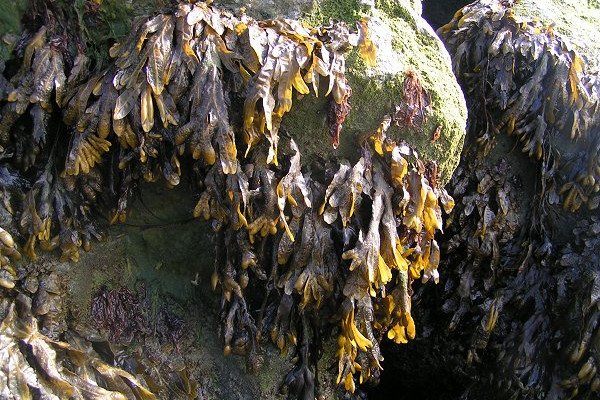 Seaweed in UK