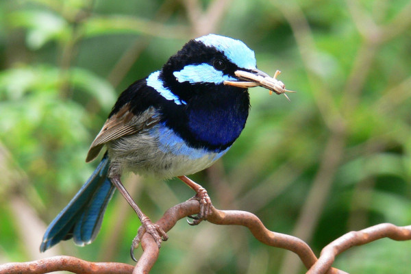 The Superb Blue Fairy Wren is a small Australian Passerine of the fammily maluridae