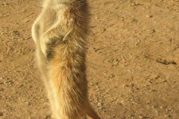 A meerkat in the Kalahari desert