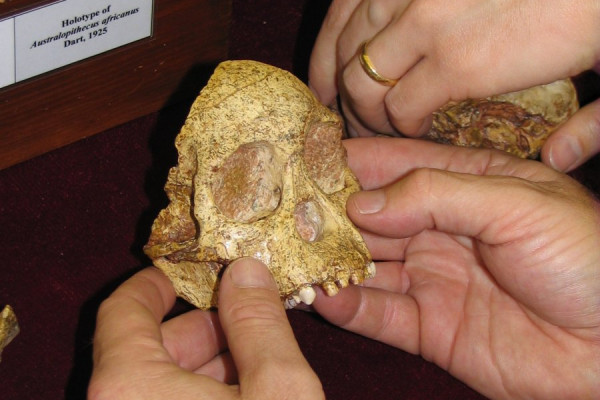 The face of the Taung Child.