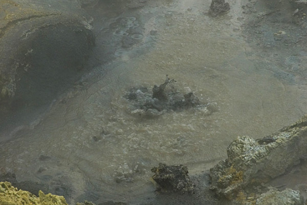 Mud pool at Tikitere (\Hell's Gate\), Rotorua, New Zealand