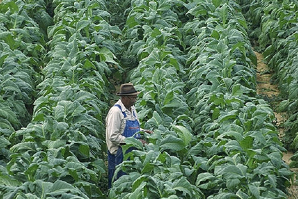 Willie Greeninge checks on his tobacco plants at his farm in Chatham, VA.