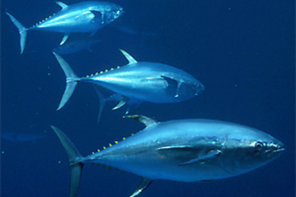 Yellowfin tuna, Thunnus albacares