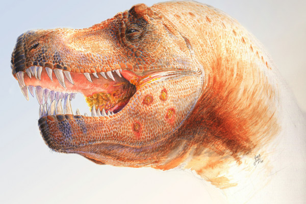 Figure 2 - Hypothesized reconstruction of the Trichomonas-like infection of a Tyrannosaurus rex. Parasites have plagued vertebrates for a very, very long time. They have co-evolved with us and our evolutionary ancestors over many millions of years.