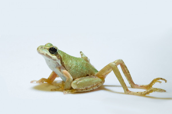 Chorus frog with parasite-induced limb malformation.