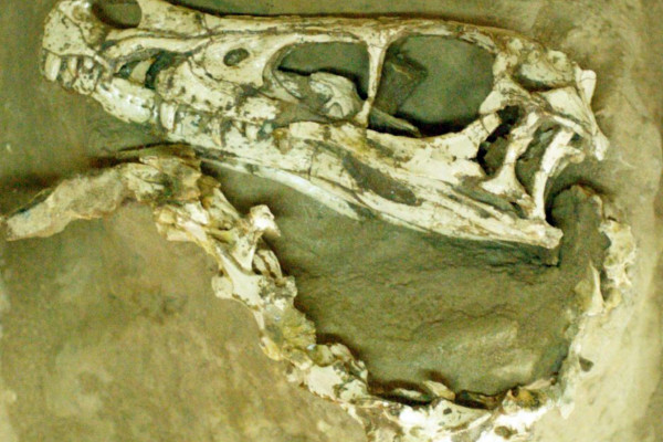 Skull and neck of ''Velociraptor mongoliensis'' specimen fossilized in a struggle with ''Protoceratops andrewsi''.