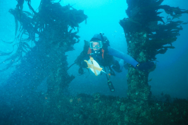 A driver exploring an underwater wreck
