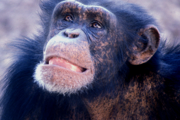 Young adult male chimpanzee
