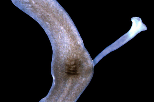 Learning more about the genes that allow flatworms to regenerate organs and tissue after amputation.