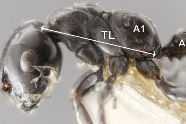 The body shapes of queen ants and worker ants have evolved in different ways to reflect their different roles.