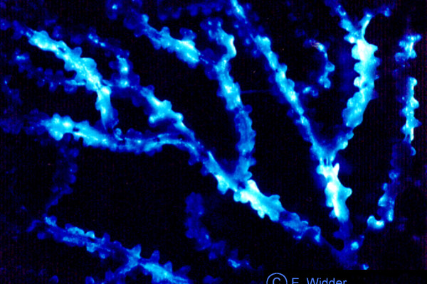 Bioluminescent bamboo coral