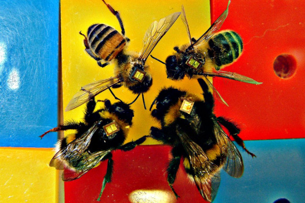 In a beehive, it is thought that a mixture of inquisive and cautious personalities allow for a better division of roles, meaning the whole hive can prosper.