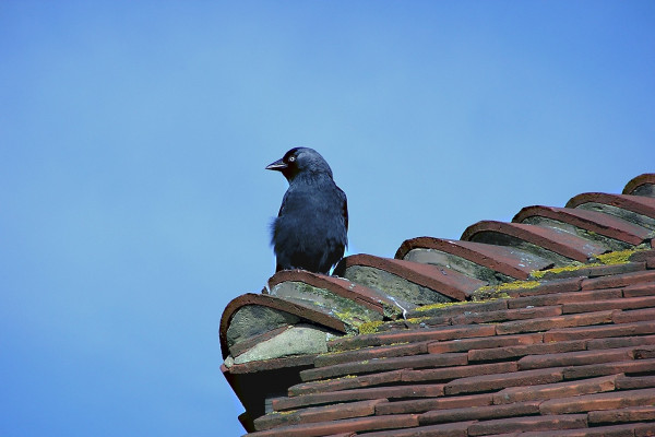 A bird perched on a roof