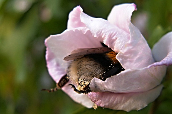 Bumble bee in a flower