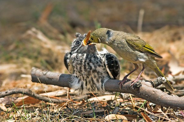 The cuckoo, perhaps the best known parasite, is reared by foster parents. After it hatches the chick pushes its adoptive brothers and sisters out of the nest.