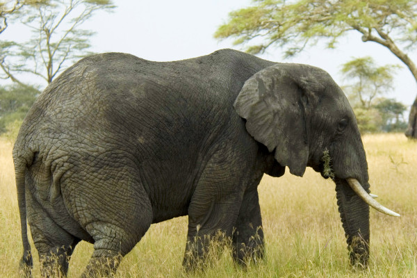 Elephants have extra copies of a gene that protects against cancer.