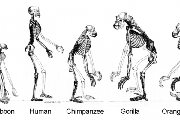 Evolution, ape skeletons. Gibbon now shown at natural size.
