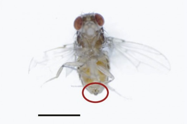 Male flies rub chemicals called TAGs onto female flies during mating to make them less attractive to other males.