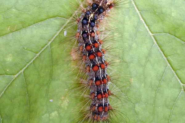 Healthy gypsy moth caterpillar on a leaf.
