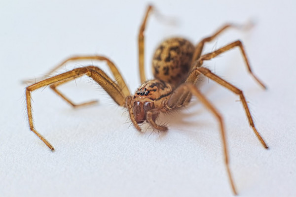 Tegenaria Spider