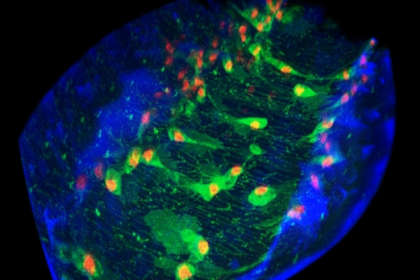 A confocal image of immune cells (green and red) migrating through the 3-D space (blue) within a living Drosophila embryo.