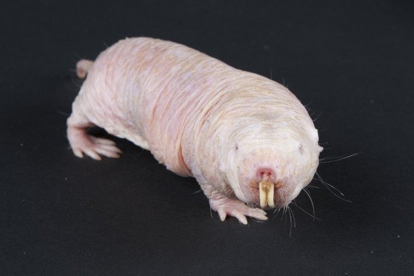 The naked mole-rats genes could inspire ways to delay the ageing process and treat strokes in humans.