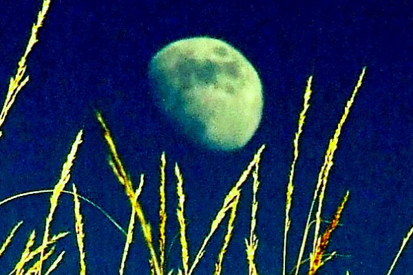THe moon shining over some grass