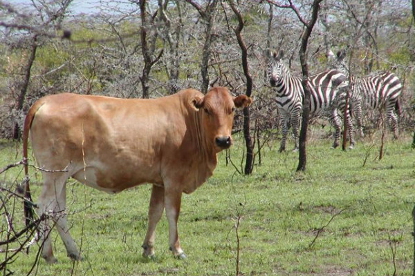 Cattle and zebra sharing a site with lush pasture that sprouted after burning.
