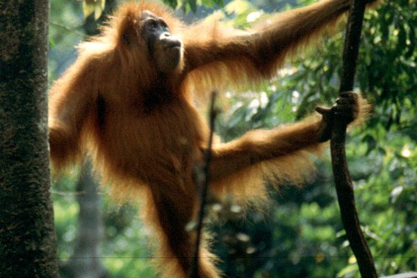 Sumatran orangutan at the Orang rehabilitation centre, Buket Lawang, Sumatra.