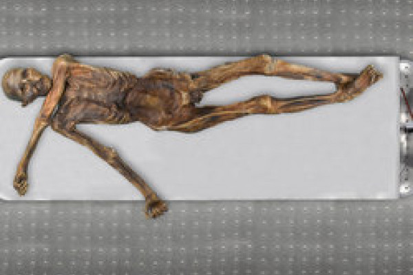 The mummy of the Tyrolean Iceman in his preservation cell at the Archaeological Museum of Bolzano.