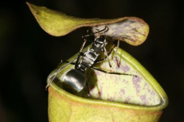Pitcher plant and ant