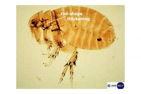 Plague infected rat flea by Michael Wunderli