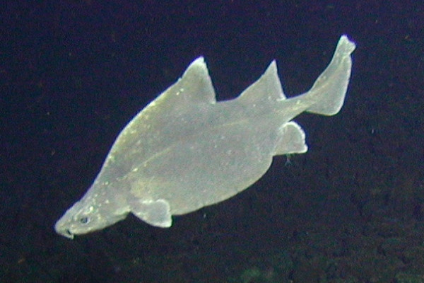 Prickly dogfish
