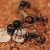 A harvester ant