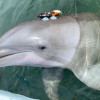 A dolphin with a sensor on it