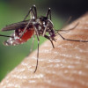 Female Aedes albopictus mosquito on skin
