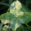 A "lucky" four-leaf clover