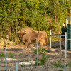 Bison being released into the woods