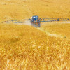Farmer fertilising wheat