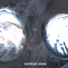  Figure 1. Surface Morphology of Dolichopteryx longipes (AC) Flash photographs of a recently captured D. longipes in both dorsal (A and B) and ventral (C) view. Note the yellow-orange eyeshine in the main tubular eyes in the dorsal view and the...